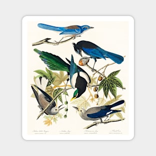 Yellow-Billed Magpie, Stellers Jay, Ultramarine Jay and Clark's Crow from Birds of America (1827) Magnet