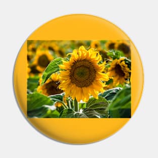 Sunflower Pin