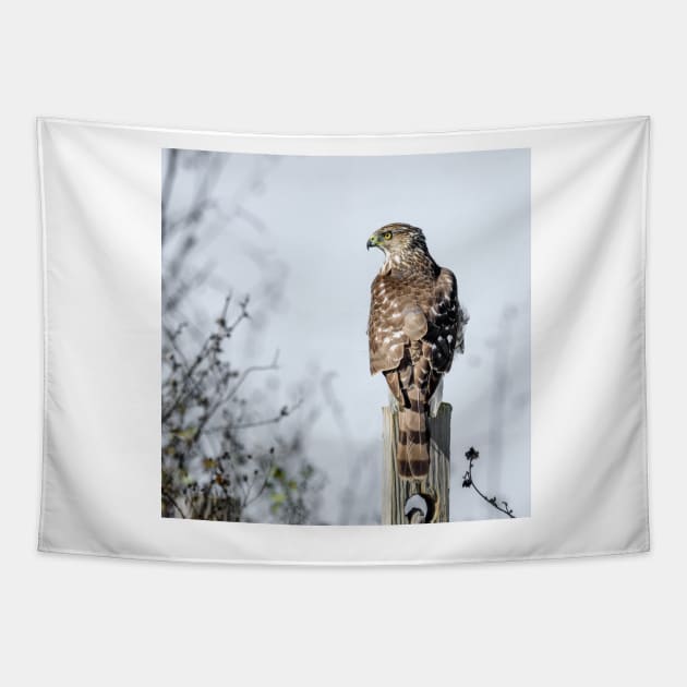 Juvenile Cooper's Hawk - Square Tapestry by Debra Martz