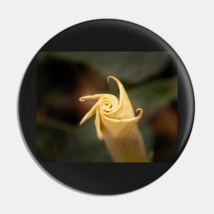 Sacred Datura Bud Unfurling Pin