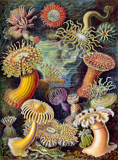Vintage Art 1904 Haeckel Sea Anemones Flowers of the Sea Magnet