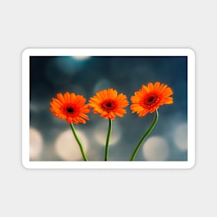 Three Orange Gerberas Magnet