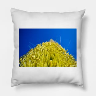 oaxaca garden landscape photograph ecopop Pillow