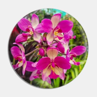 Pink Orchid (Spathoglottis x parsonsii) Pin