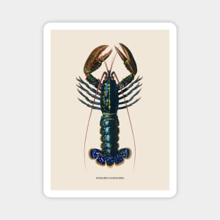 European Lobster Antique Naturalist Illustration Magnet