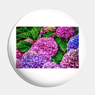 Hydrangeas In Purple And Blue Pin