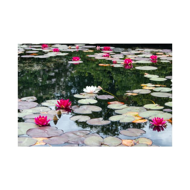 Lily pond by HazelWright