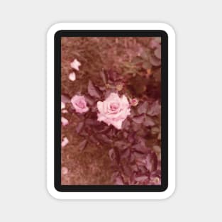 Vintage Rose II Magnet