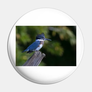 Belted Kingfisher - female (Ceryle alcyon) Pin