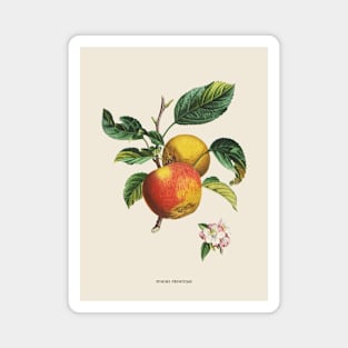 Apple Antique Botanical Illustration Magnet