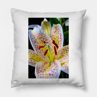 Sonata Lily Close Up Pillow