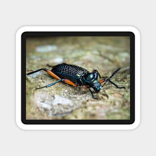 Darkling beetle (Strongylium sp.) Magnet