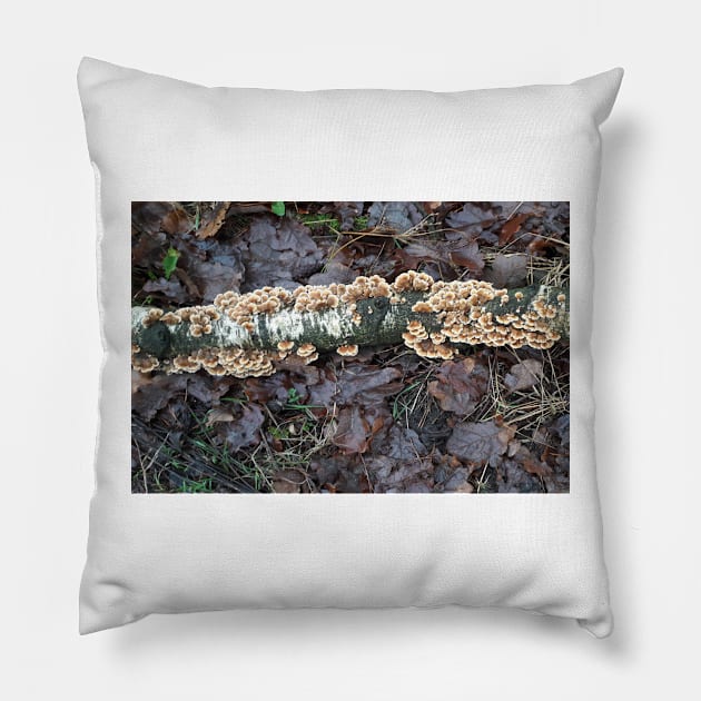 Mushrooms on a Birch Pillow by robelf
