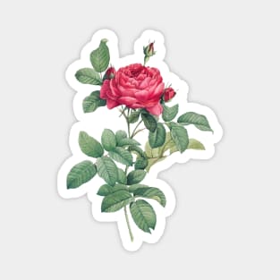 Red Rose Flowers with Green Leaves Magnet