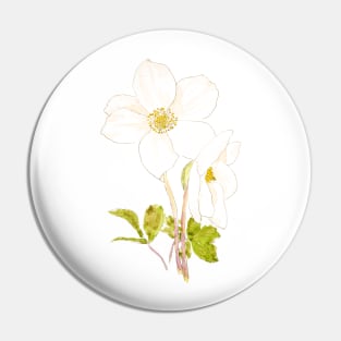 white hellebore flowers ink and watercolor Pin