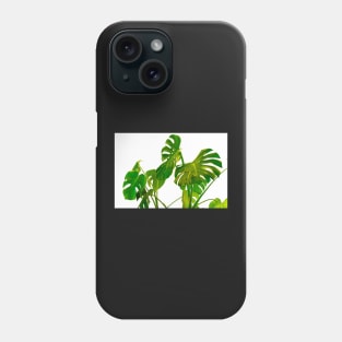 Monstera  green leaves and stems in casual fashion selective soft on white pot isolated on white background. Phone Case