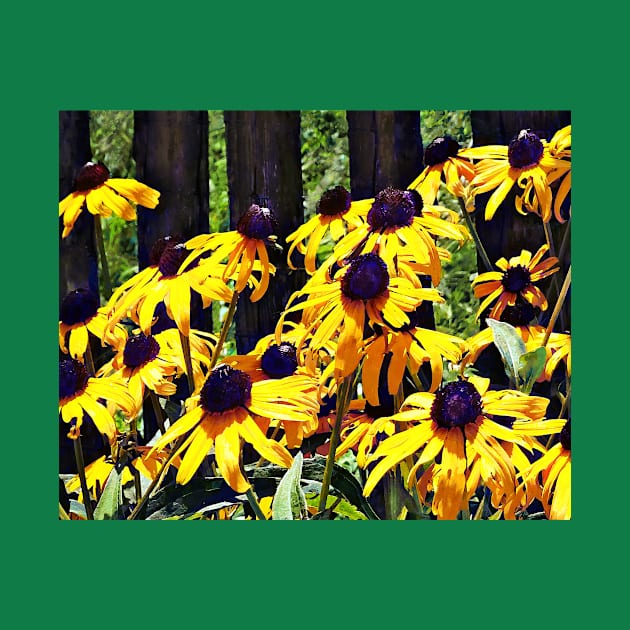 Black Eyed Susans by Fence by SusanSavad