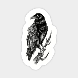 Raven illustration Magnet