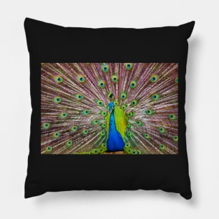 Peacock Showing Off Pillow
