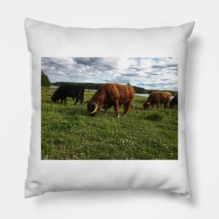 Scottish Highland Cattle Bulls 1788 Pillow