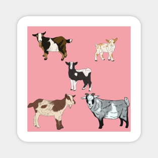 Pink Nigerian Dwarf Goats Pattern Magnet