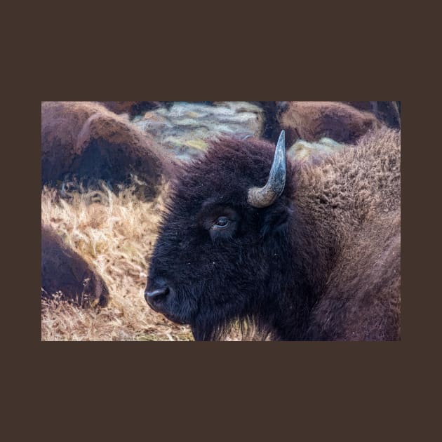 American Bison Woolaroc Oklahoma by Debra Martz