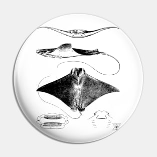 Stingray Anatomy | Sharks Ocean Sea Animal Science Pin