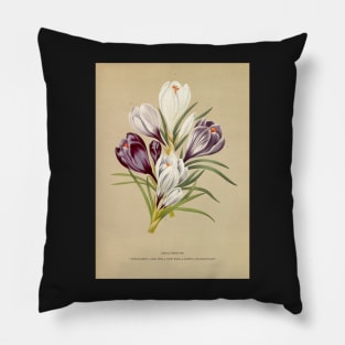 Crocus - botanical illustration Pillow