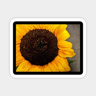 Sunflower Magnet