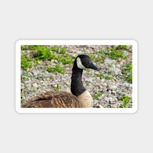 Canada Goose Up Close Magnet