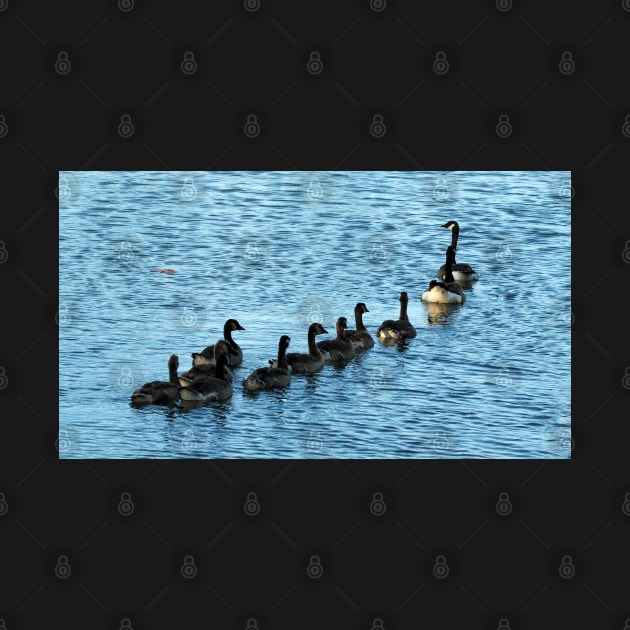 Canada Geese Swimming In A Row by BackyardBirder