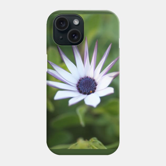 Startled African Daisy Flower Phone Case by oknoki