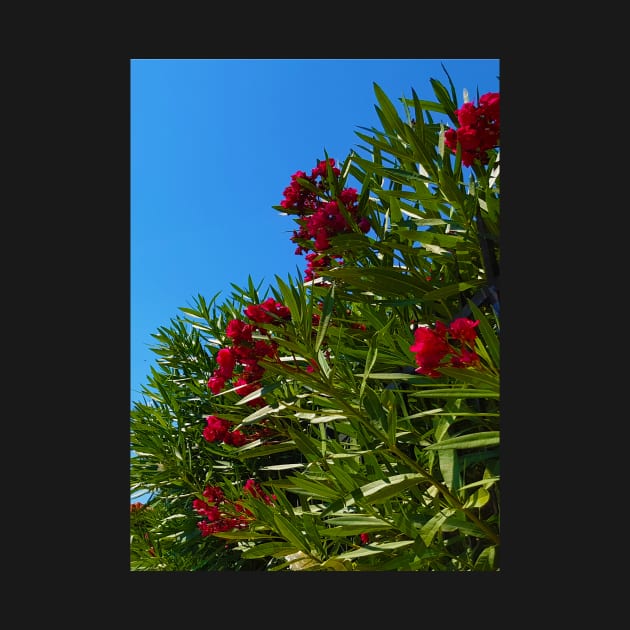 Red Mediterranean Flowers by Kate-P-