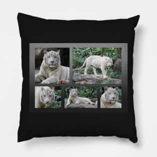 White Tiger Collection #2 Pillow