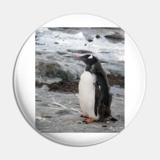 Gentoo penguin chick Pin