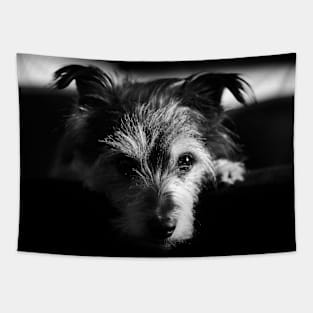 terrier, dog black and white Tapestry