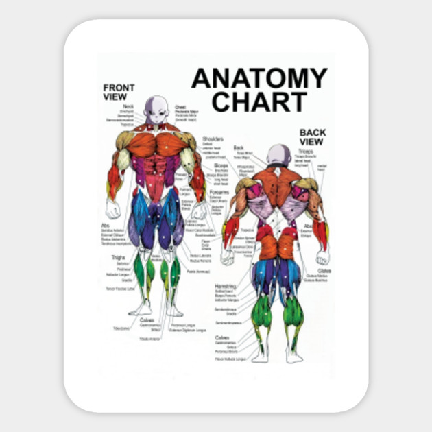 Bodybuilding Muscle Chart