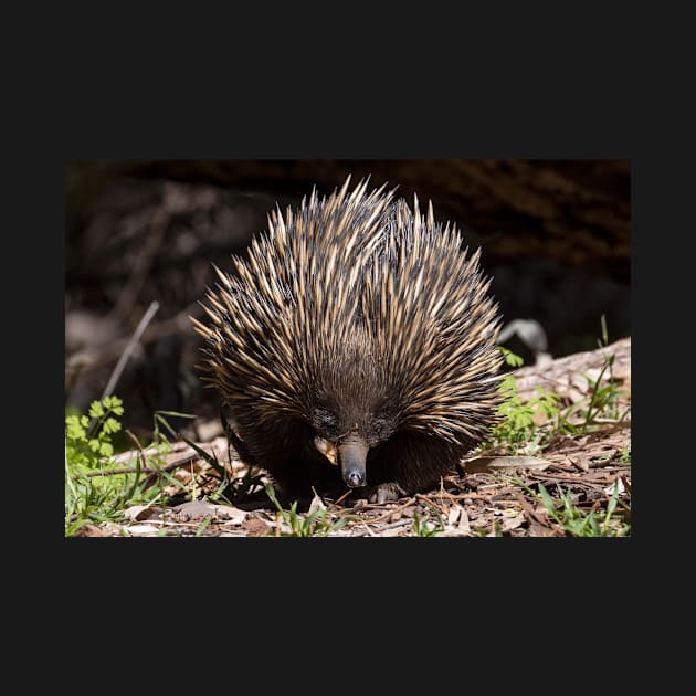 Echidna, Flinders Ranges, South Australia by AndrewGoodall