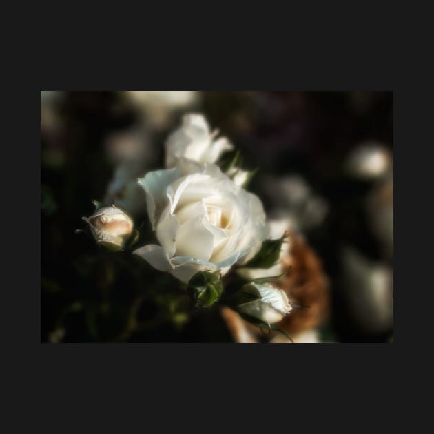 White Flower on a Dark Bokeh Background by jecphotography