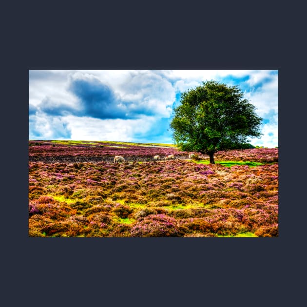 The Yorkshire Moors Sheep On The Purple Heather by tommysphotos