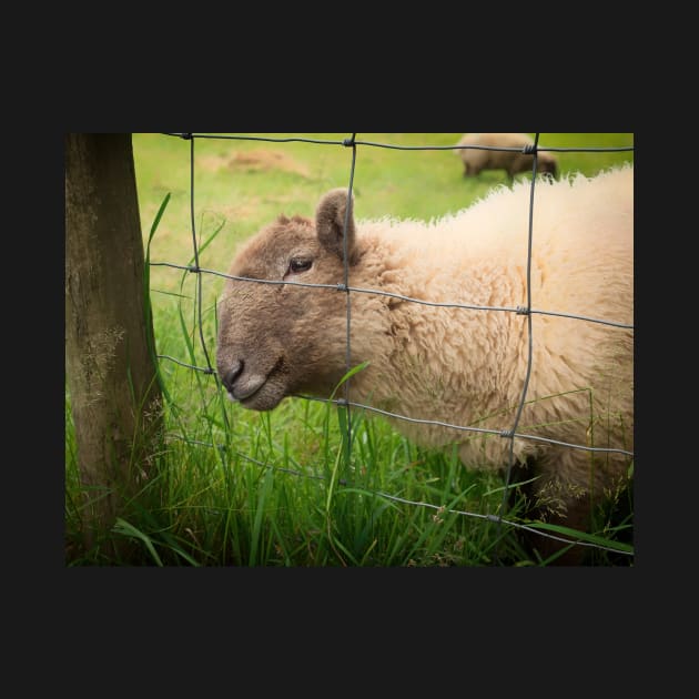 The Smiling Sheep by RJDowns