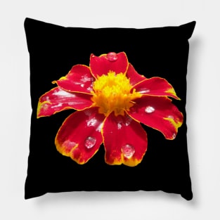 marigold red flower with raindrops, flowers Pillow