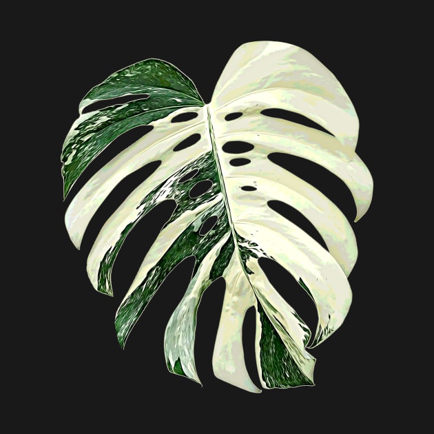 MONSTERA DELICIOSA ALBO VARIEGATED by plantees-id