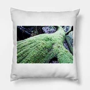 Long moss covered tree trunk on forest floor. Pillow