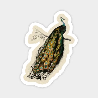 Vintage indian peafowl bird-animalia clothing Magnet