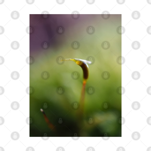 Macro shot of a moss sporophyte by SDym Photography