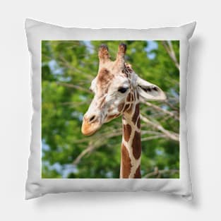 Northern Giraffe at the Chicago Zoo Pillow