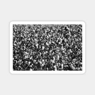 Cotton In Black And White Magnet