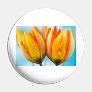 Tulipa orphanidea Whittallii Group AGM Tulip Miscellaneous tulip group Pin