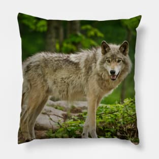 Grey Wolves Pillow